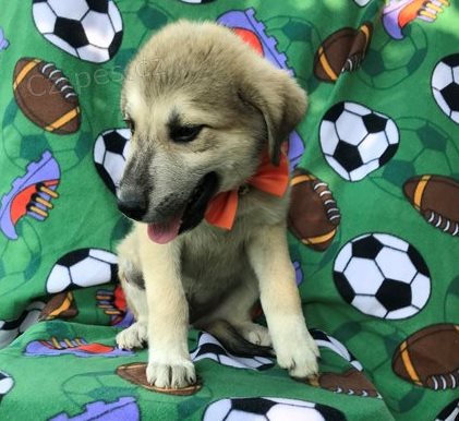 Rozkošná štěňata Akbash k adopci Rozkošná štěňata Akbash k adopci