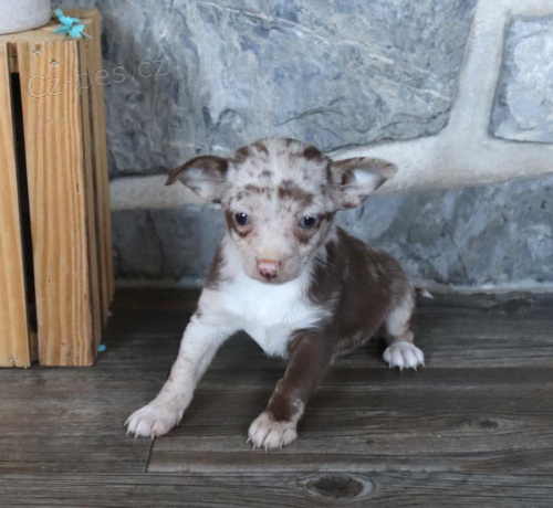 Rozkošná štěňátka čivavy k adopci  Rozkošná štěňátka čivavy k adopci