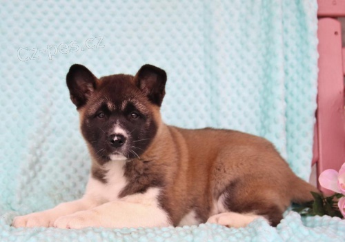 fantastická štěňata Akita Inu k adopci  fantastická štěňata Akita Inu k adopci