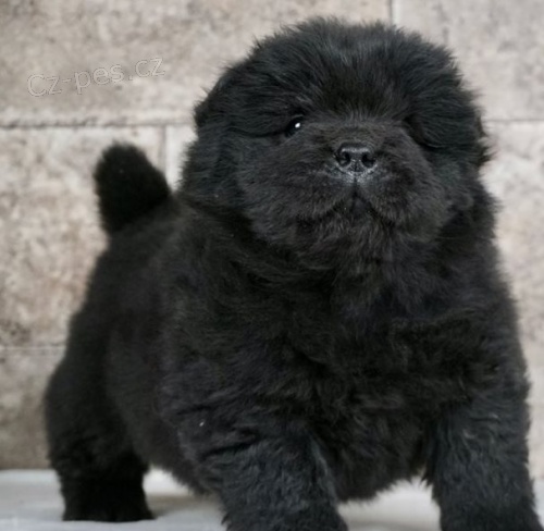 Chow Chow štěňata pro skvělé domovy  Chow Chow štěňata pro skvělé domovy