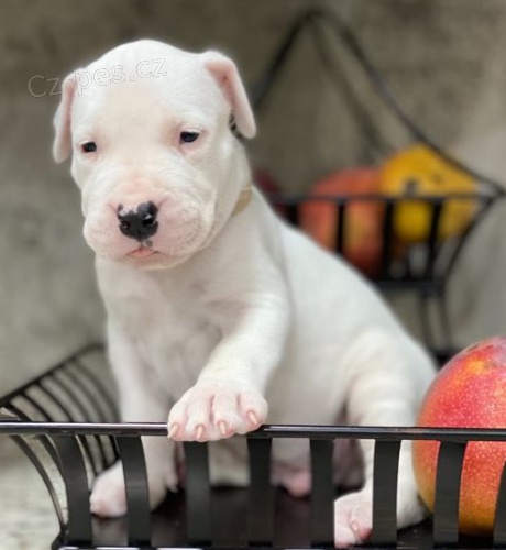 Dogo Argentino štěňata pro dobré domovy Dogo Argentino štěňata pro dobré domovy