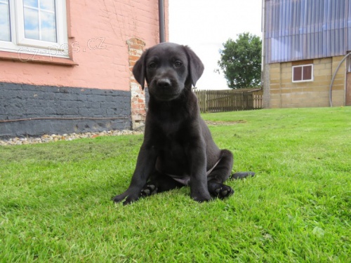 Krásná černá štěňata labradora na prodej. Krásná černá štěňata labradora na prodej.