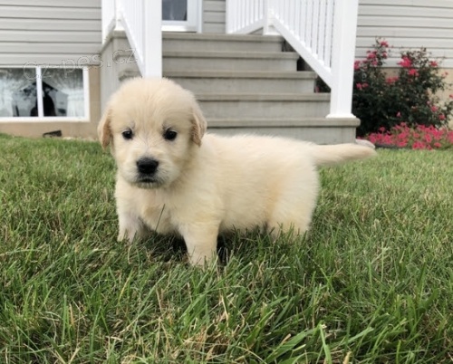 �t��ata zlat�ho retr�vra na prodej