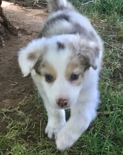 Rozko�n� a kr�sn� �t���tka border kolie na prodej