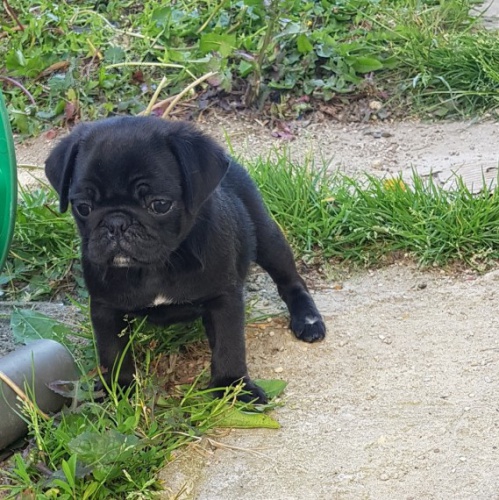 zdrav� a kr�sn� �t��ata �ern�ho mopsl�ka