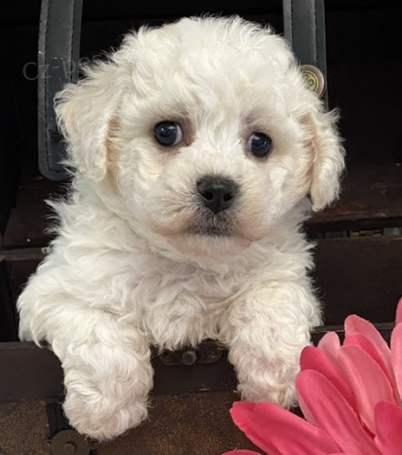 rozkošná a milující štěňata bichon frize na prodej rozkošná a milující štěňata bichon frize na prodej