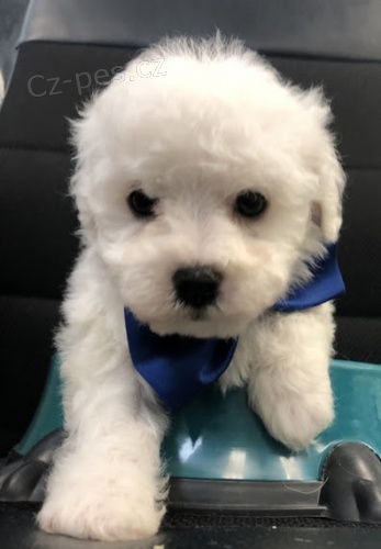 bichon frize štěňata na prodej bichon frize štěňata na prodej