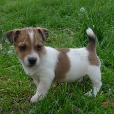 Jack Russell Jack Russell