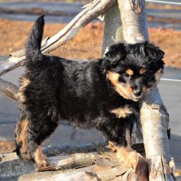 elegantn� Shiba Inu Mix