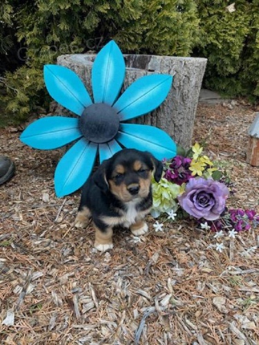 Nádherná směs Welsh Corgi Nádherná směs Welsh Corgi