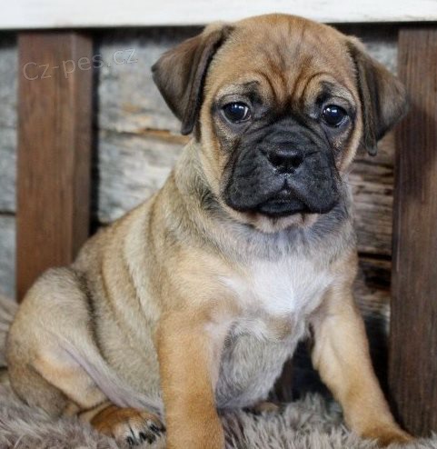sladká štěňátka Puggle k dispozici  sladká štěňátka Puggle k dispozici