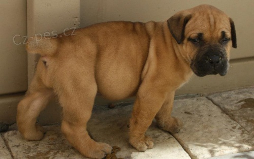 dispozici tata cane corso italiano
