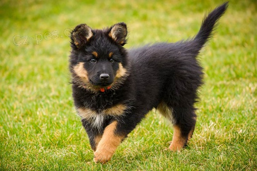 štěňata bohémského ovčáka k adopci štěňata bohémského ovčáka k adopci