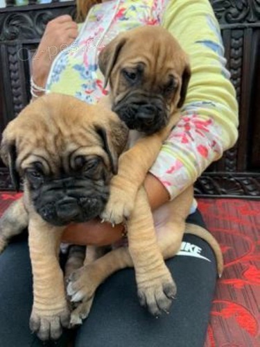 štěňata jsou  dispozici Bullmastiff pro dobré přijetí štěňata jsou  dispozici Bullmastiff pro dobré přijetí