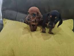 štěňata jezevčíka k adopci trénována štěňata jezevčíka k adopci trénována