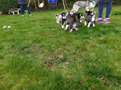 Sibi�sk� husky (Fci)