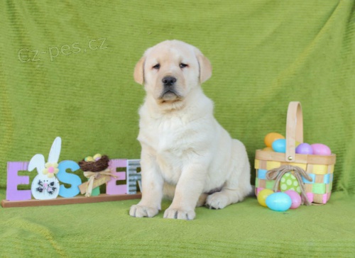 Labradorsk� retr�vr