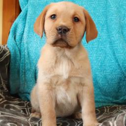 Labradorsk� retr�vr - Fox Red