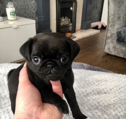 �ern� mops pes a �ena �t��ata k adopci.