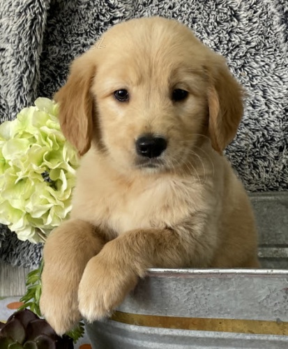 ZDRAV� a O�KOVAN� �t���tka zlat�ho retr�vra na prodej.