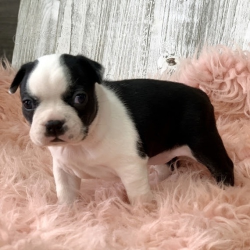 Dob�e hygienicky a soci�ln� vycvi�en� �t��ata bostonsk�ho teri�ra na prodej