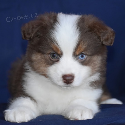 Rozko�n� �t��ata australsk�ho ov��ka na prodej