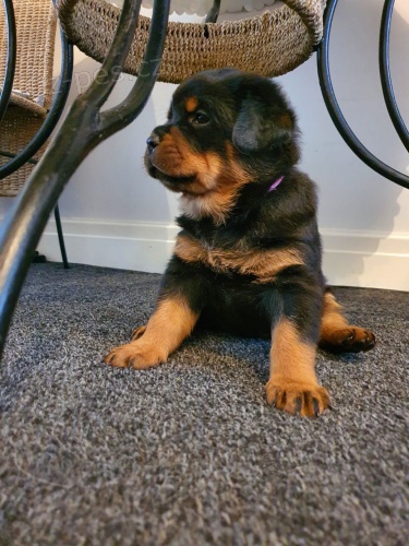 Samci a samice �t��at rotvajler� pro milovn�ky dom�c�ch mazl��k�.