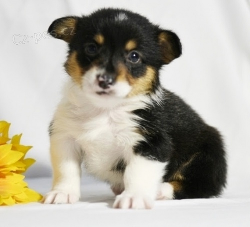 kr�sn� a and�lsk� Pembroke Welsh Corgi �t��ata �t��ata na prodej.