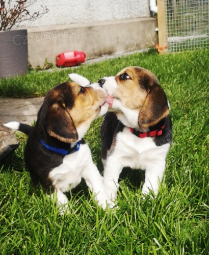 �ist� �t��ata Beagle