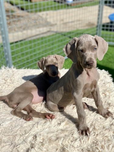 V�marsk� oha� �t��ata  Na prodej