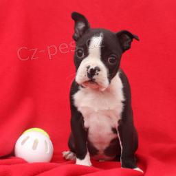 Jemn� bostonsk� teri�r