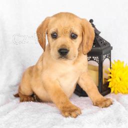 Miluj�c� mix labradorsk�ho retr�vra