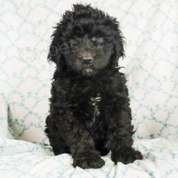 Nab�dka Bernedoodle