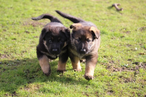 Štěňata německého ovčáka. Štěňata německého ovčáka.