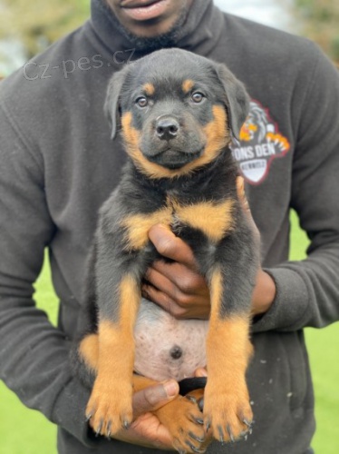 Pln� n�meck� linie Rotvajler.