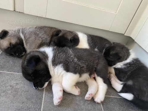 Roztomilá štěňata Akita jsou nyní k dispozici na prodej Roztomilá štěňata Akita jsou nyní k dispozici na prodej
