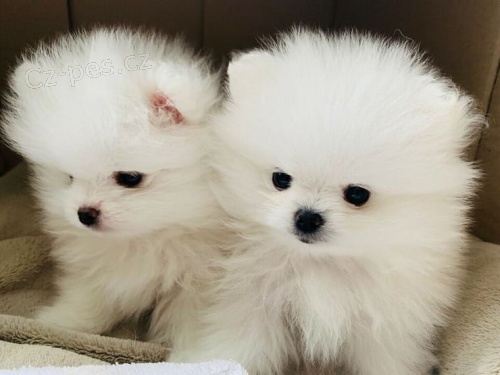  Pomeranian s PP~FCI ~ mu�i a �eny �t��ata na prodej