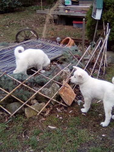 štěňata akita americka   jsou vám k dispozicii. štěňata akita americka   jsou vám k dispozicii.