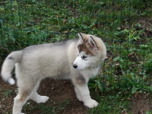 Aljašské děti Malamute .jsou k dispozici co nejdříve Aljašské děti Malamute .jsou k dispozici co nejdříve