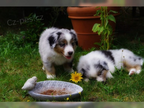 2 Australský ovčák pro nové rodiče. 2 Australský ovčák pro nové rodiče.