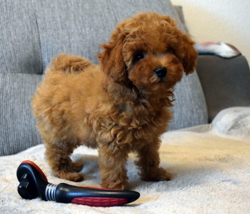 mini 2  pudlová štěňátka k adopci mini 2  pudlová štěňátka k adopci