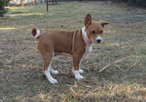 2 Basenji lovecká štěňata muzy a zeni 2 Basenji lovecká štěňata muzy a zeni