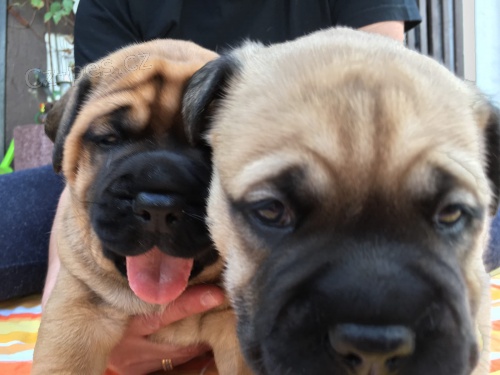 štěňata jsou  dispozici Bullmastiff pro dobré přijetí štěňata jsou  dispozici Bullmastiff pro dobré přijetí