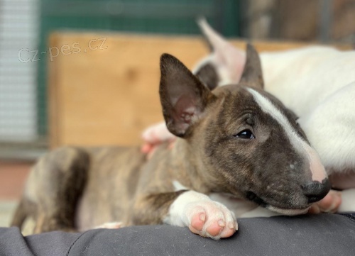 2 Miniaturní Štěňata BullTerrier pro nové domovy 2 Miniaturní Štěňata BullTerrier pro nové domovy