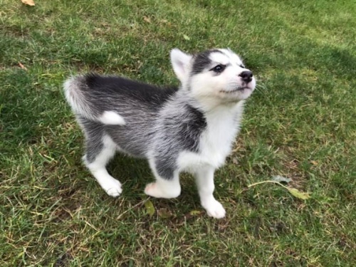 modré oči štěňátka sibiřského husky pro adopci. kontakt pro více informací a obrázků modré oči štěňátka sibiřského husky pro adopci. kontakt pro více informací a obrázků