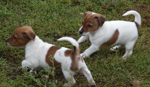 Štěňata Jack Russell Terrier zoufale touží po nových rodičích Štěňata Jack Russell Terrier zoufale touží po nových rodičích