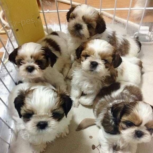 Roztomil� �t��ata Shih Tzu k adopci