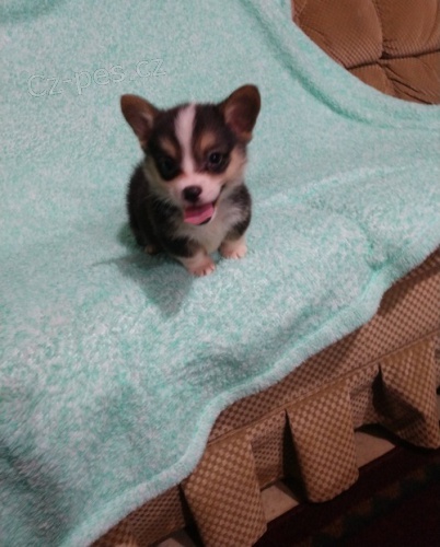 Welsh Pembroke corgi tri barevné t. Byli vychováni v našem domě spolu se svou matkou a tátou. s certifikátem 5 generace, odčervené očkování Welsh Pembroke corgi tri barevné t. Byli vychováni v našem domě spolu se svou matkou a tátou. s certifikátem 5 generace, odčervené očkování