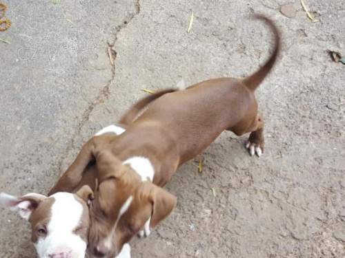 2 Americký pitbulteriér pro nové domy 2 Americký pitbulteriér pro nové domy