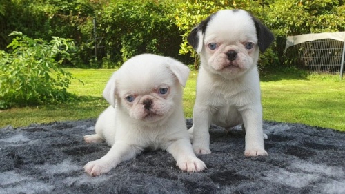 2 bílý mops k dispozici štěňata 2 bílý mops k dispozici štěňata